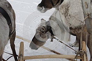 Deer and reindeer sleds of the Khanty and Mansi peoples