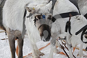 Deer and reindeer sleds of the Khanty and Mansi peoples