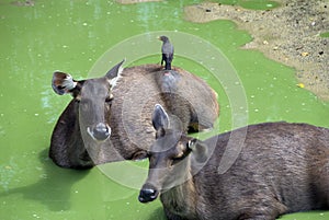 Deer relaxing in the river area of wildlife park in china.