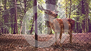 Deer reserve stag background behind pens fence