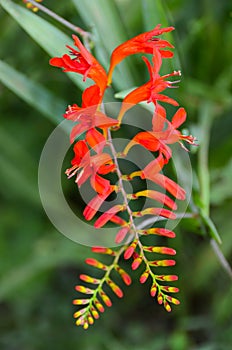 Red Crocosmia wand bloom with individual flowers photo