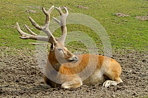 Deer resting