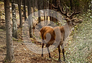 Deer resting in a clearing