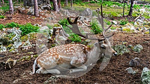 Deer resting in a clearing