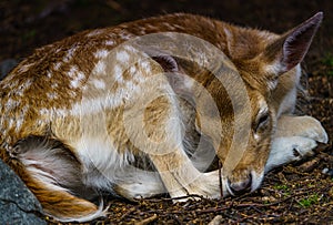 Deer resting in a clearing