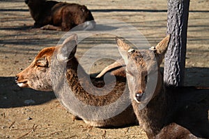 Deer resting with eyes closed on ground in Nara Park