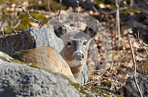 Deer resting