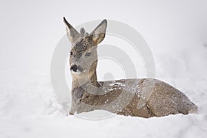 Deer resting in snow