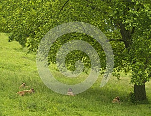 Deer resting under tree