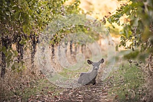 Deer rests in grape vineyard