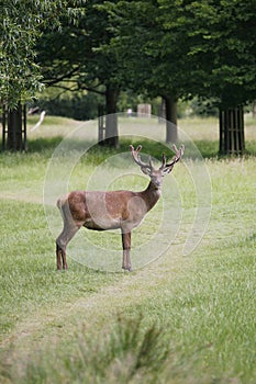 Deer in Richmond Park.
