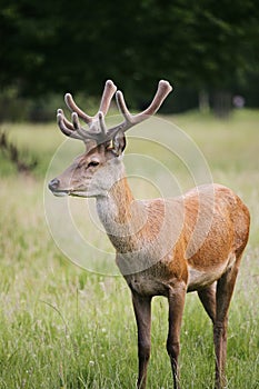 Deer in Richmond Park.