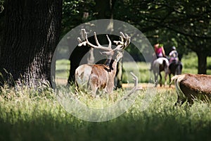 Deer in Richmond Park.