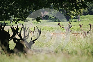 Deer in Richmond Park.