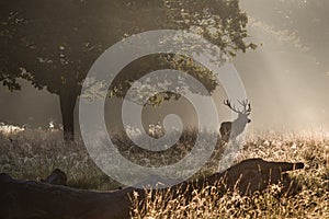 The king of the forest