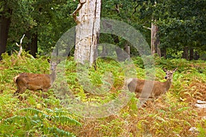 Deer in Richmond park, London,UK