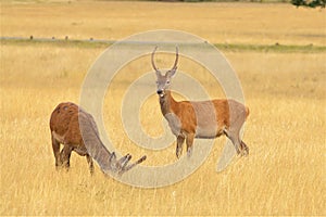 Deer in Richmond park, London,UK