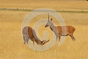 Deer in Richmond park, London,UK