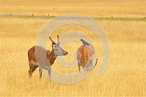 Deer in Richmond park, London,UK