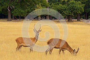 Deer in Richmond park, London,UK