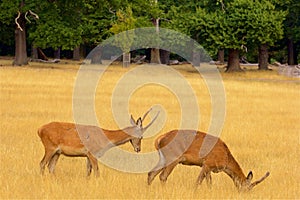 Deer in Richmond park, London,UK