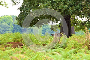 Deer in Richmond park, London,UK