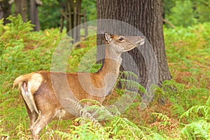 Deer in Richmond park, London,UK