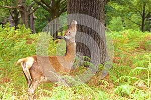 Deer in Richmond park, London,UK