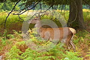 Deer in Richmond park, London,UK