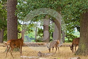 Deer in Richmond park, London,UK