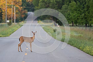 Deer in the Road photo