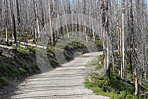 Deer on road in forest after wildfire