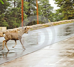 Deer on the roads
