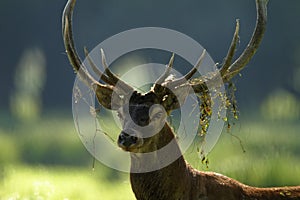 Deer roar in Kopacki rit, Croatia