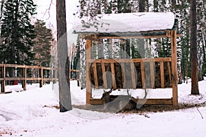 Deer and roe deer lying at the feeder