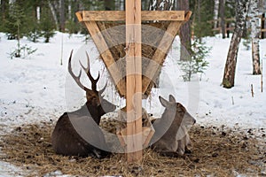 Deer and roe deer lying at the feeder