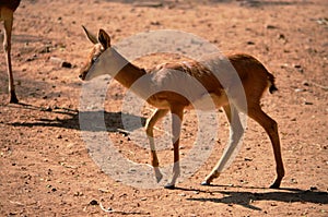 Deer rotating in the jungle, Tal Chapar, Churu, Rajasthan & x28;India& x29; ...