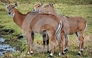 Deer are the ruminant mammals forming the family Cervidae.