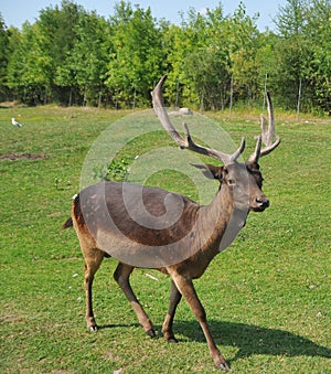 Deer are the ruminant mammals forming the family Cervidae.