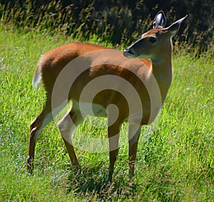 Deer are the ruminant mammals forming the family Cervidae photo