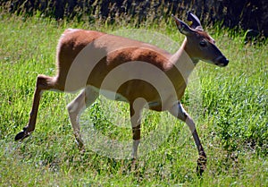 Deer are the ruminant mammals forming the family Cervidae photo