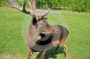 Deer are the ruminant mammals forming the family Cervidae.