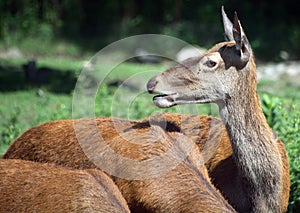 Deer are the ruminant mammals photo