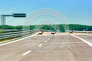 Deer run over an empty highway