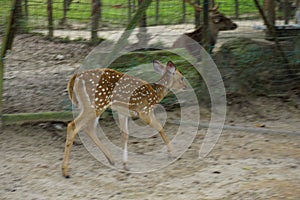 Deer running