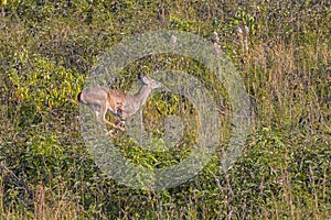 Deer Running In A Field
