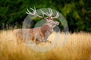 Deer running in forest. Red deer stag, bellow majestic powerful adult animal outside autumn forest. Big animal in the nature fores photo