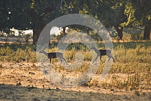 Deer running free in Extremadura