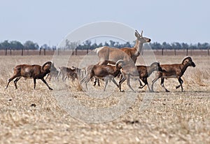 Deer running with a herd of sheep