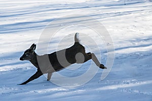 Deer Running in Snow